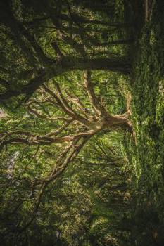 pexels-veeterzy-38136